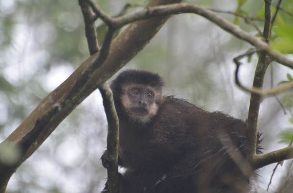 Black-horned Capuchin at Iguau