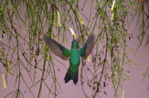 Glittering-Throated Emerald