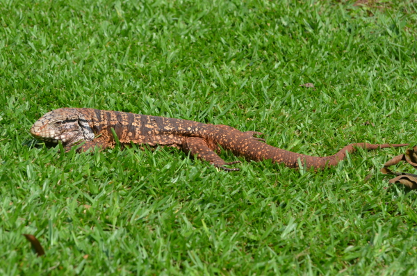 Tugu Lizard at Iguau