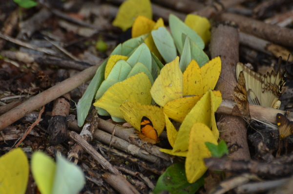 Butterflies at Iguau