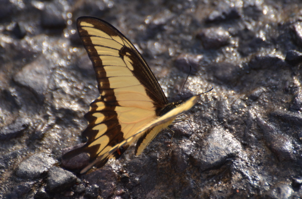 Swallowtail butterfly at Iguau