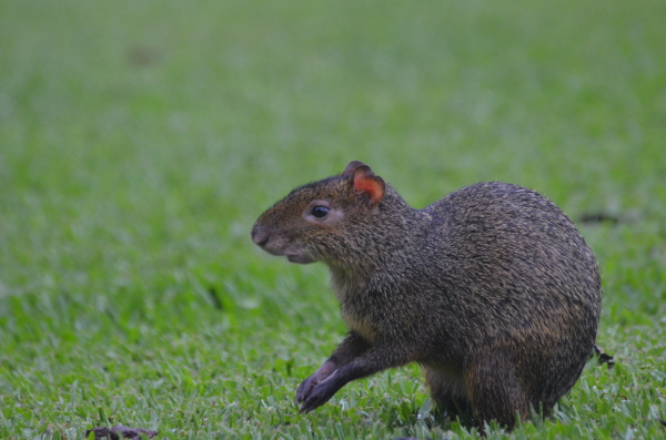 Azar's Agouti at Iguau
