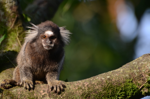White-tufted-ear Marmoset at Regua