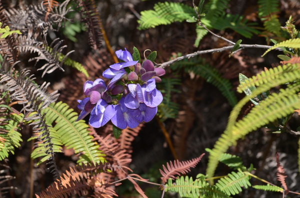 Member of the pea family at Caraa