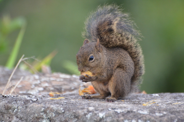Brazilian Squirrel at Caraa