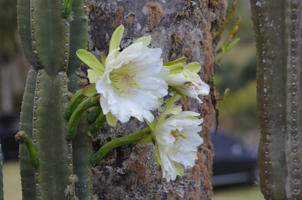 Cactus flowers at Caraa