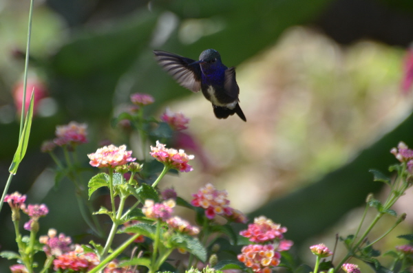 Sapphire-spangled Emerald