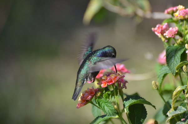 Sapphire-spangled Emerald