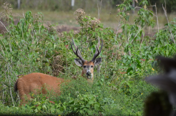 Marsh Deer in the Pantanal