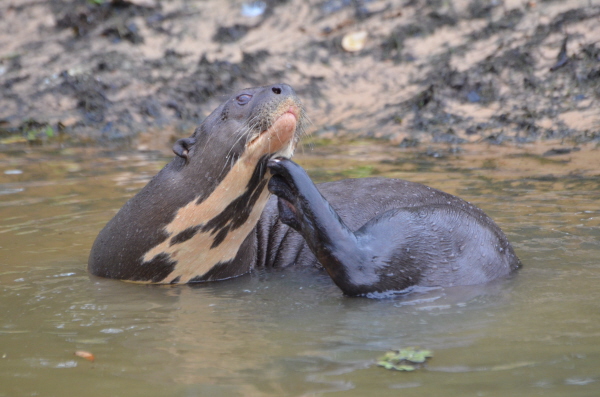 Giant Otter in the Northern Pantanal