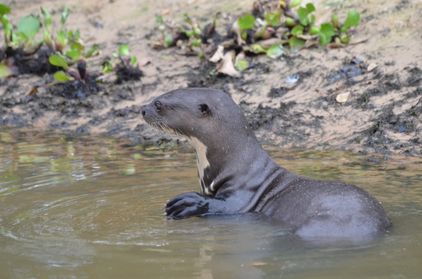 Giant Otter in the Northern Pantanal