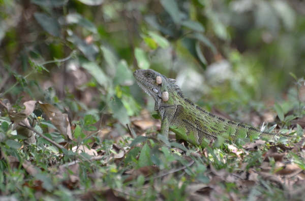 Lizard in the Northern Pantanal
