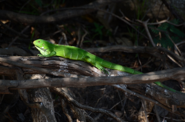 Lizard at Porto Jofre