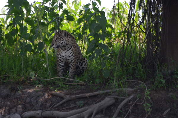 Jaguar near Porto Jofre