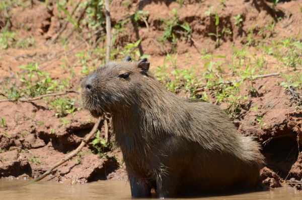 Capybara near Porte Jofre