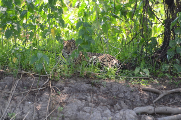 Jaguar near Porto Jofre