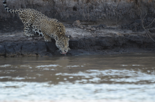 Jaguar near Porto Jofre