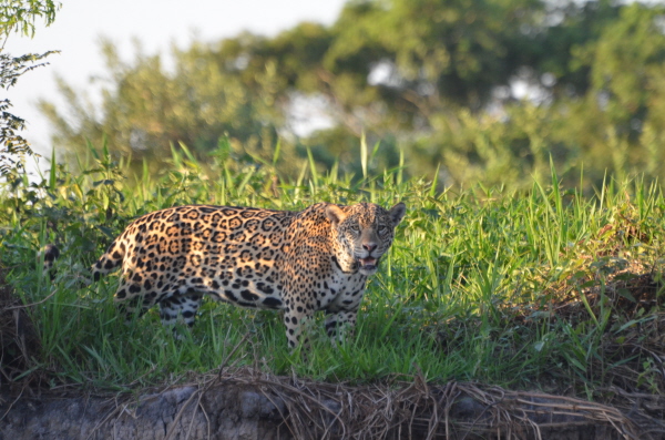Jaguar near Porto Jofre