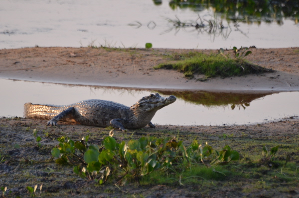 Paraguayan Caiman at Baia das Pedros