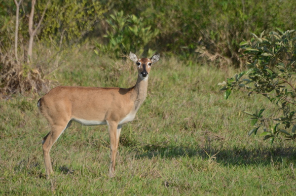 Pampas Deer at Baia das Pedras (last photo in this section)