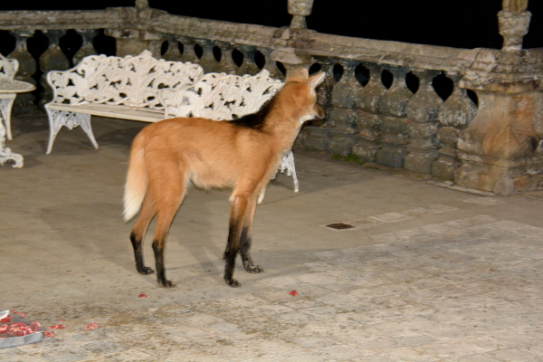 Maned Wolf at Caraa (photo by Sue Cullen)