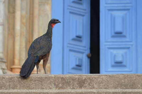 Dusky-legged Guan