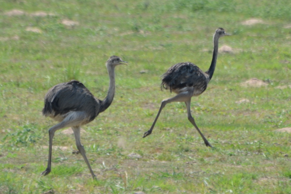 Great Rheas