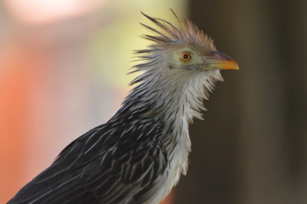 Guira Cuckoo