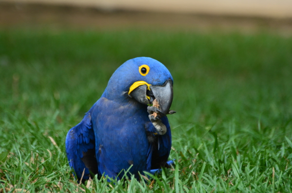 Hyacinth Macaw