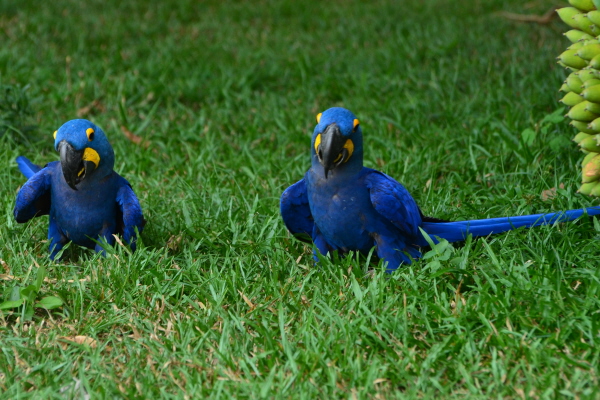 Hyacinth Macaws
