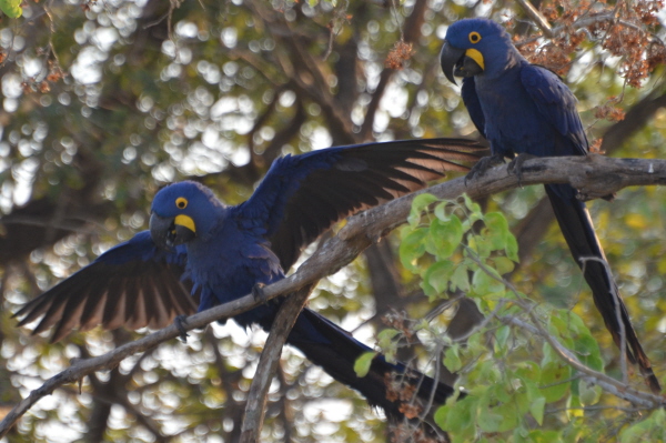 Hyacinth Macaws 