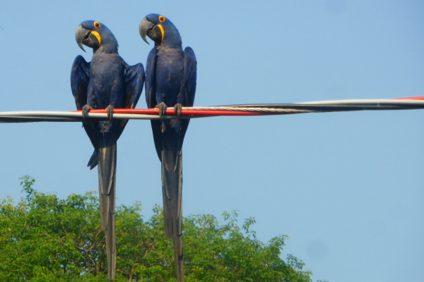 Hyacinth Macaws 