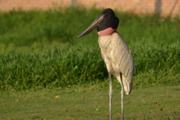 Jabiru Stork
