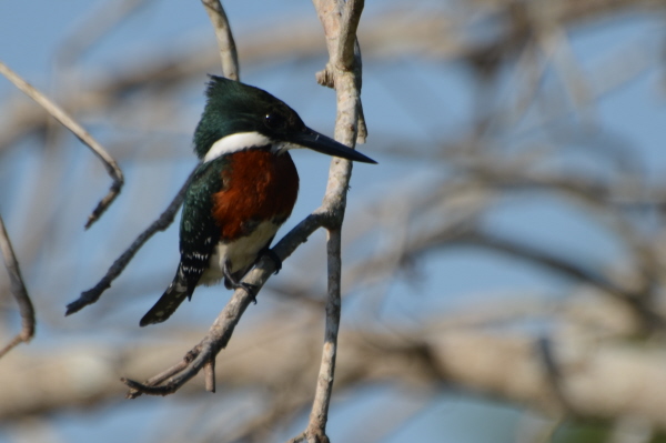 Green-and-rufous Kingfisher
