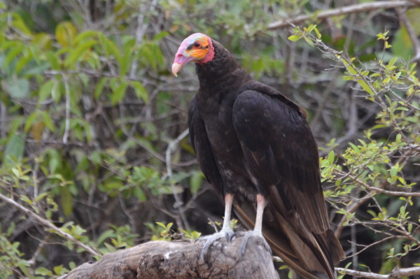Lesser Yellow-headed Vulture