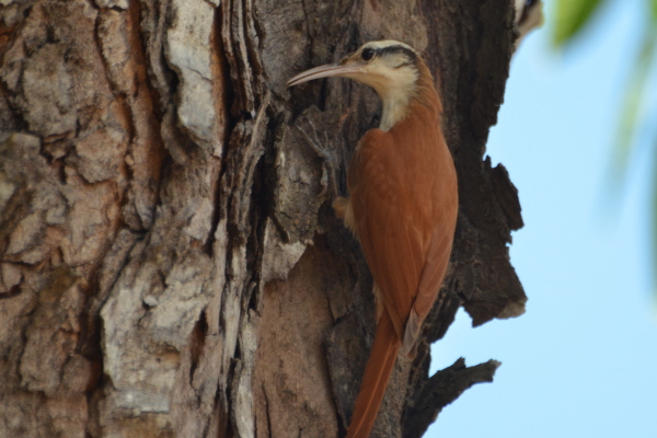 Narrow-billed Woodcreeper