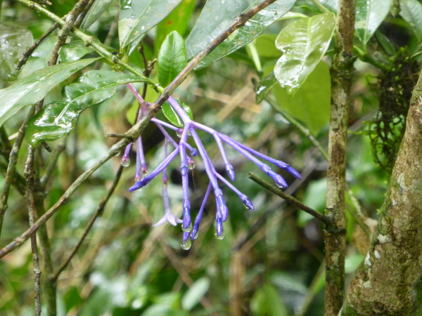 Something tapirs like to eat (we were told)