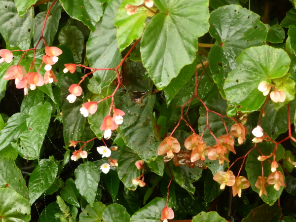 Begonia 