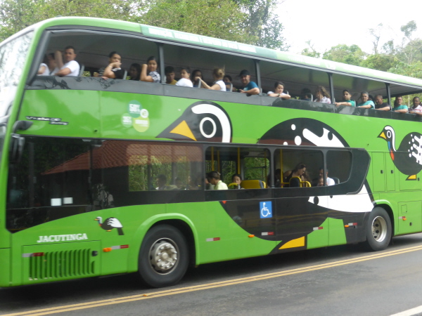 Jacutinga (piping guan)