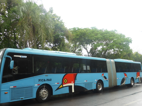 Pica-pau (woodpecker)