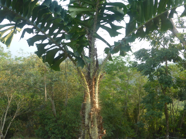 Something very spiky at Regua