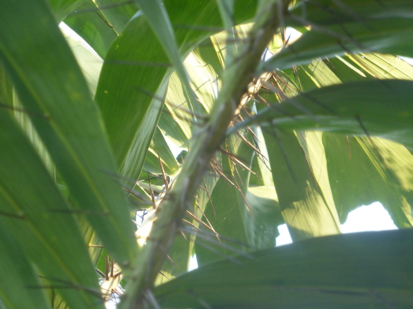 Something very spiky at Regua