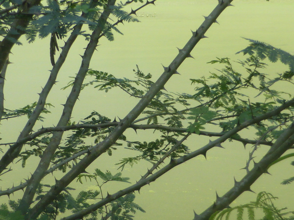 Something else very spiky at Regua