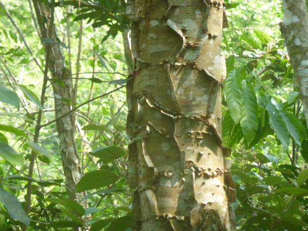 Tree at Regua