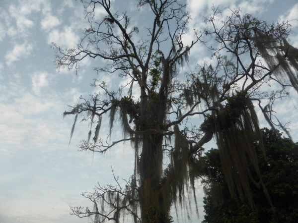 Spanish moss (we think) (Last photo in this section)