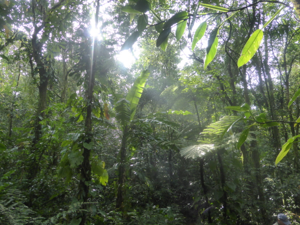 Tree ferns and banana plants at Regua