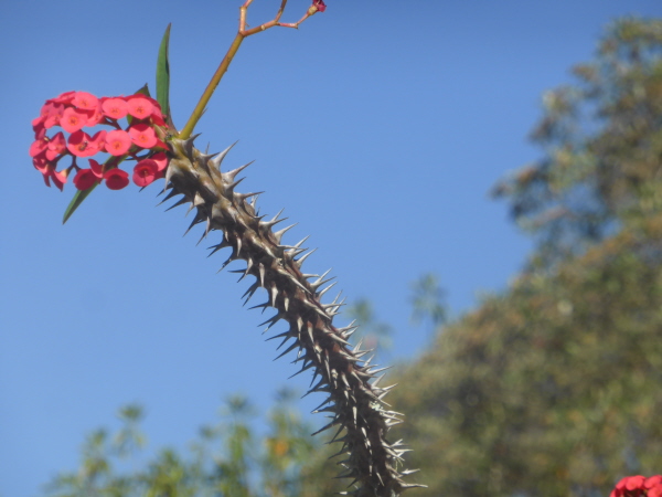 Something very spiky at Caraa