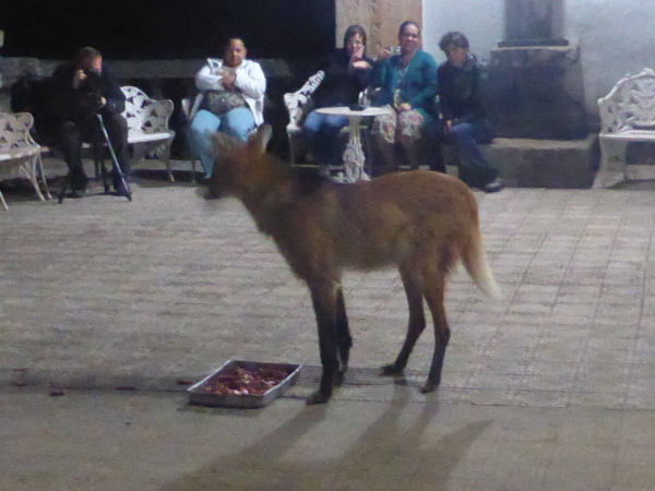 Maned Wolf