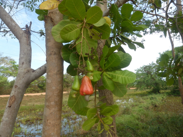 Cashew nut fruit (cashew nut at the bottom)