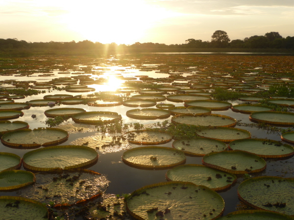 Giant Waterlilies on the lake at Porto Jofre